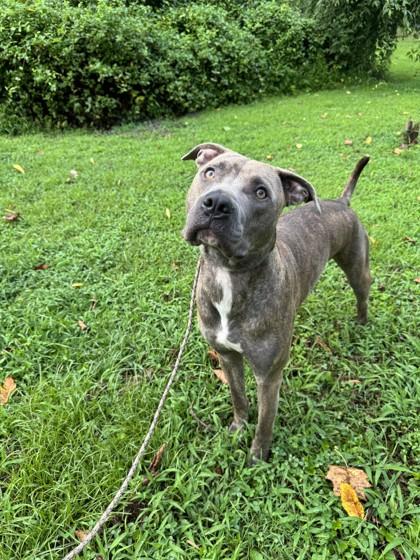 Enlarge Cpt. Morgan, a Adoptable mixed breed in Fallston, MD image 1/3