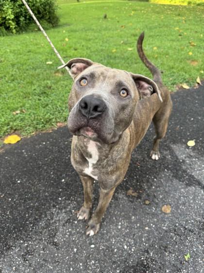 Enlarge Cpt. Morgan, a Adoptable mixed breed in Fallston, MD image 2/3