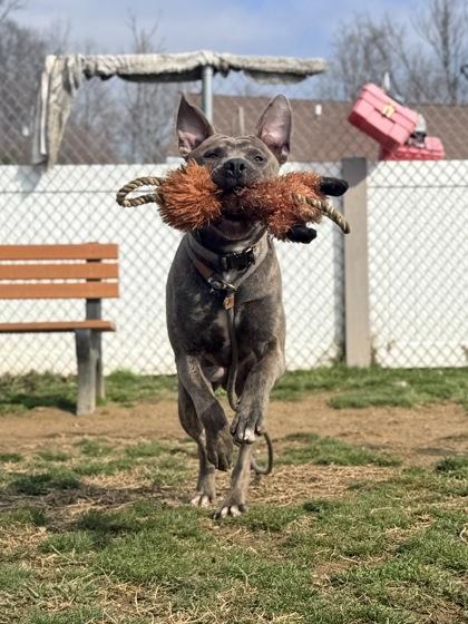 Enlarge Cpt. Morgan, a Adoptable mixed breed in Fallston, MD image 3/3