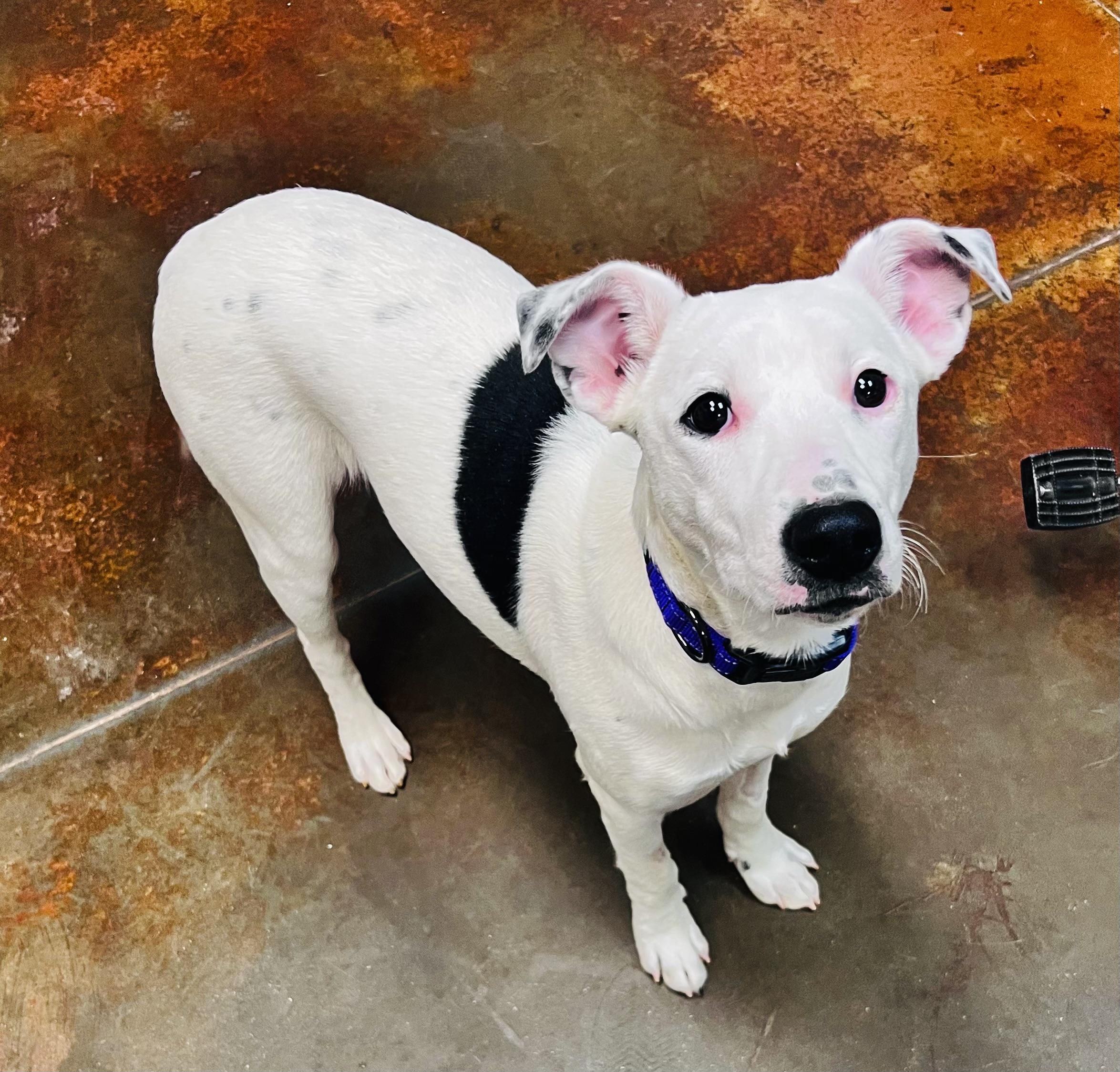 Enlarge Lainey, a ADOPTABLE mixed breed in Council Bluffs, IA image 1/1