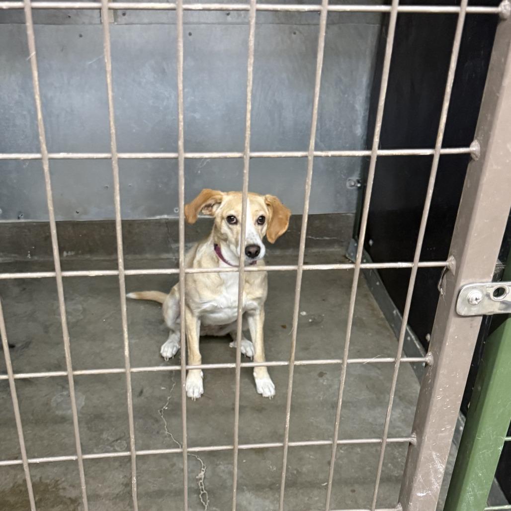 Daphne, Adoptable, Adult Female Yellow Labrador Retriever.