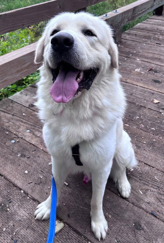 Steve, Adoptable, Adult Male Great Pyrenees.