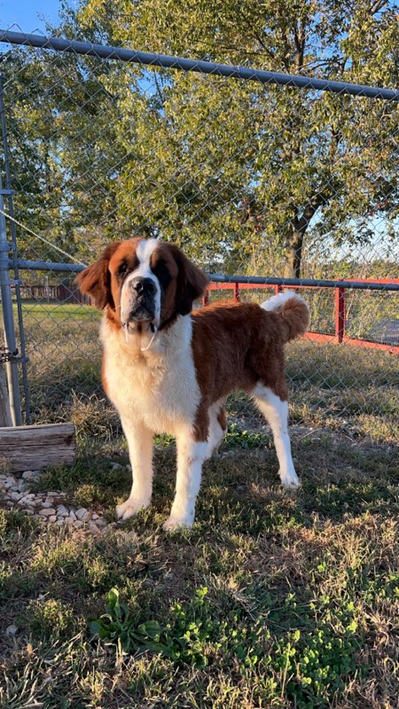 Enlarge JOY, a Adopted Saint Bernard in Evansville, IN image 1/1