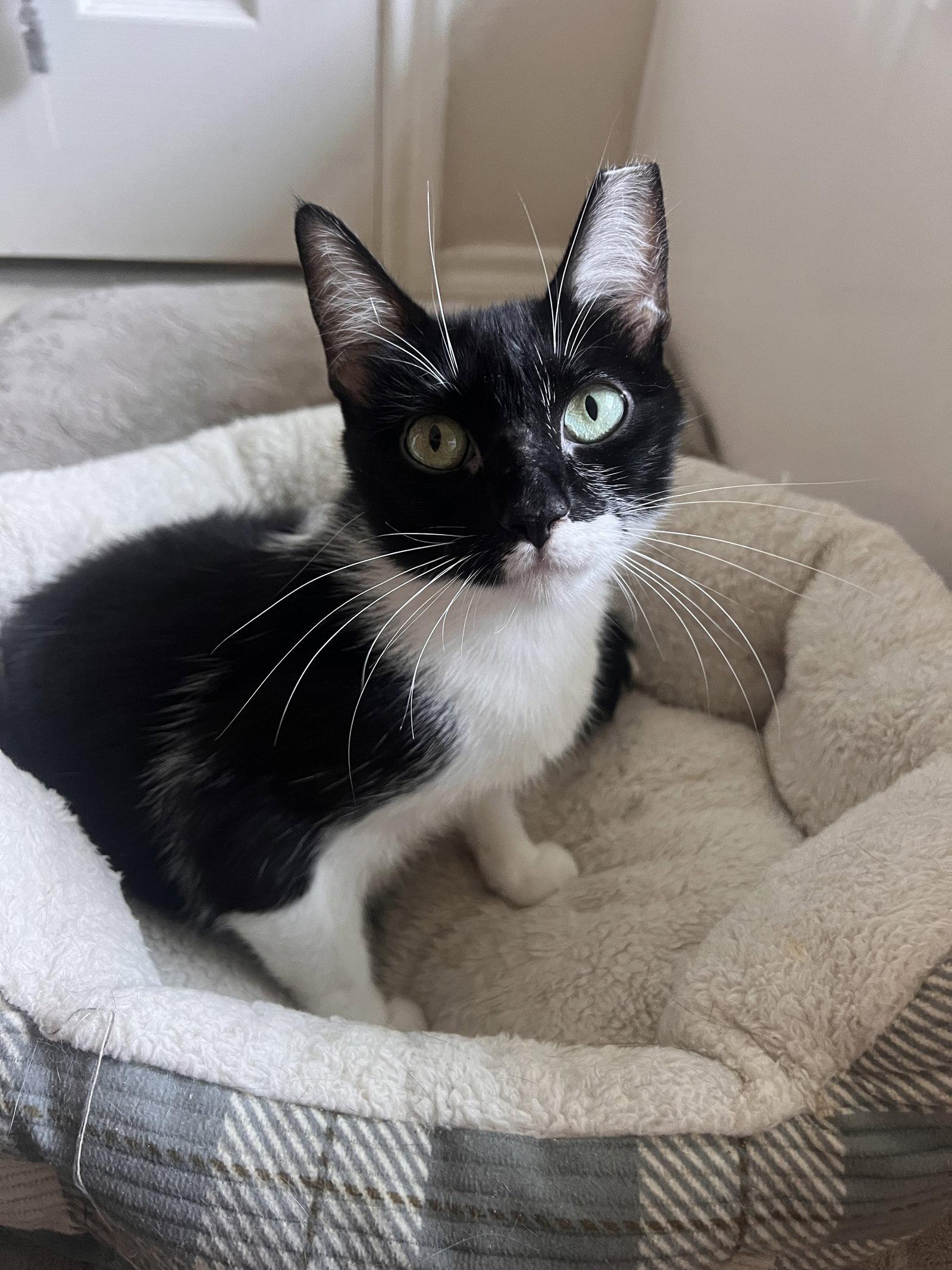 Daisy, Adoptable, Young Female Domestic Short Hair.