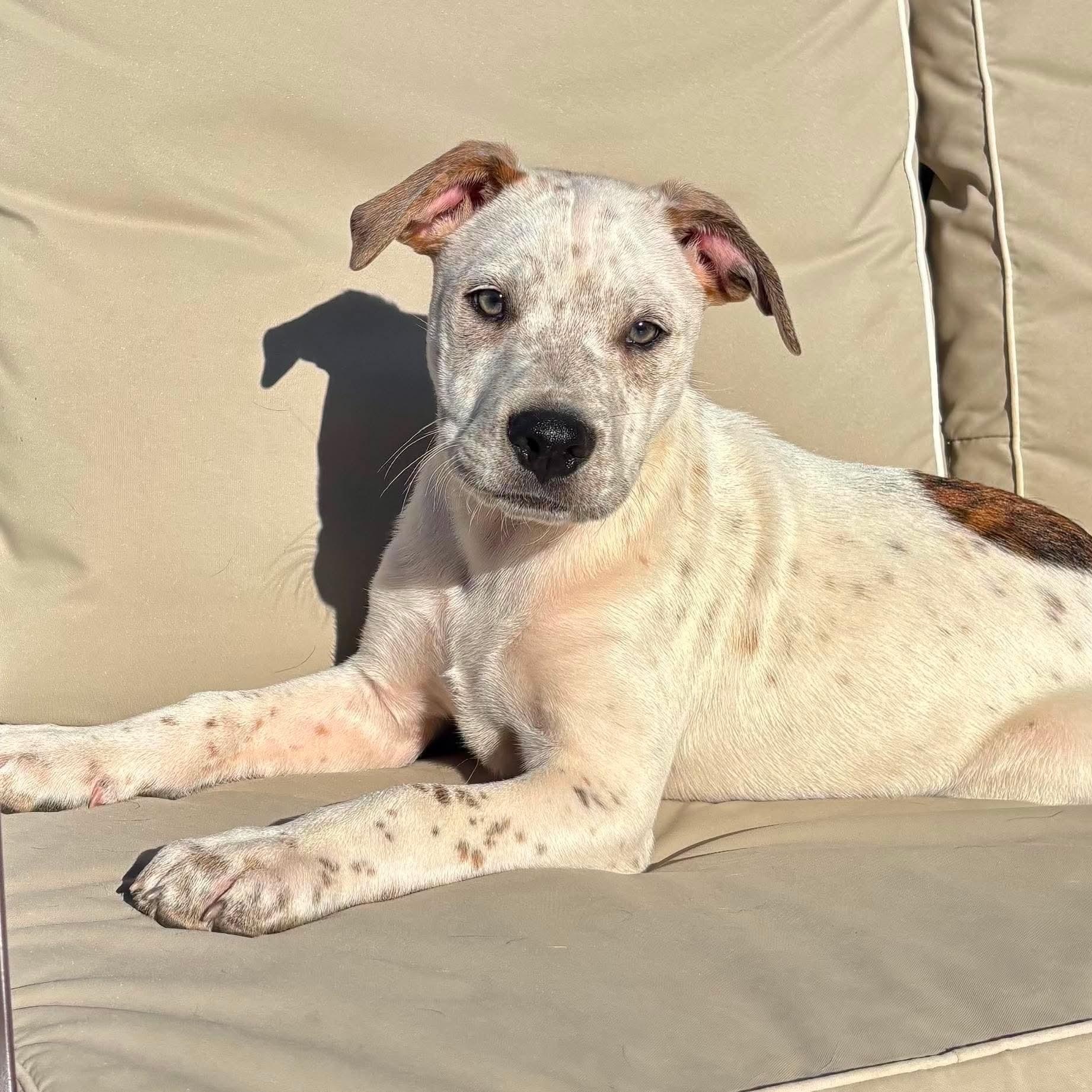 Enlarge Miles, an adopted mixed breed in Cherry Valley, MA image 2/6
