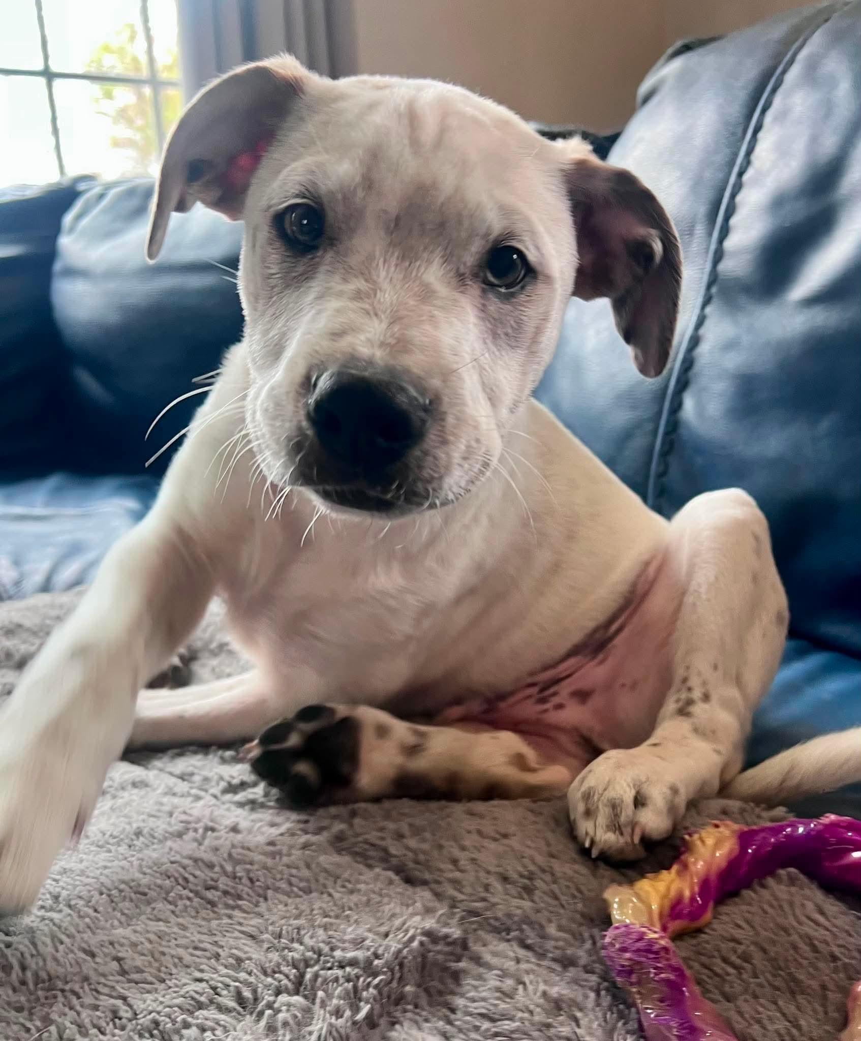 Enlarge Miles, an adopted mixed breed in Cherry Valley, MA image 3/6