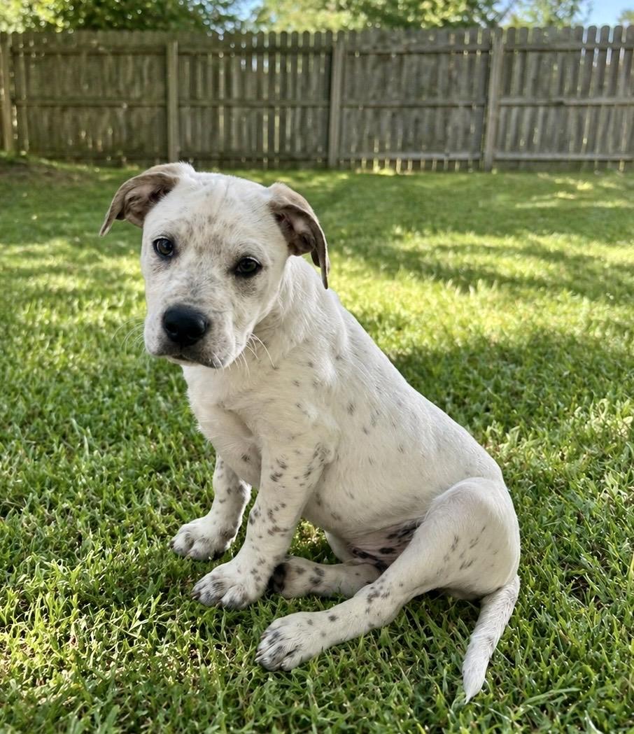 Enlarge Miles, an adopted mixed breed in Cherry Valley, MA image 1/6