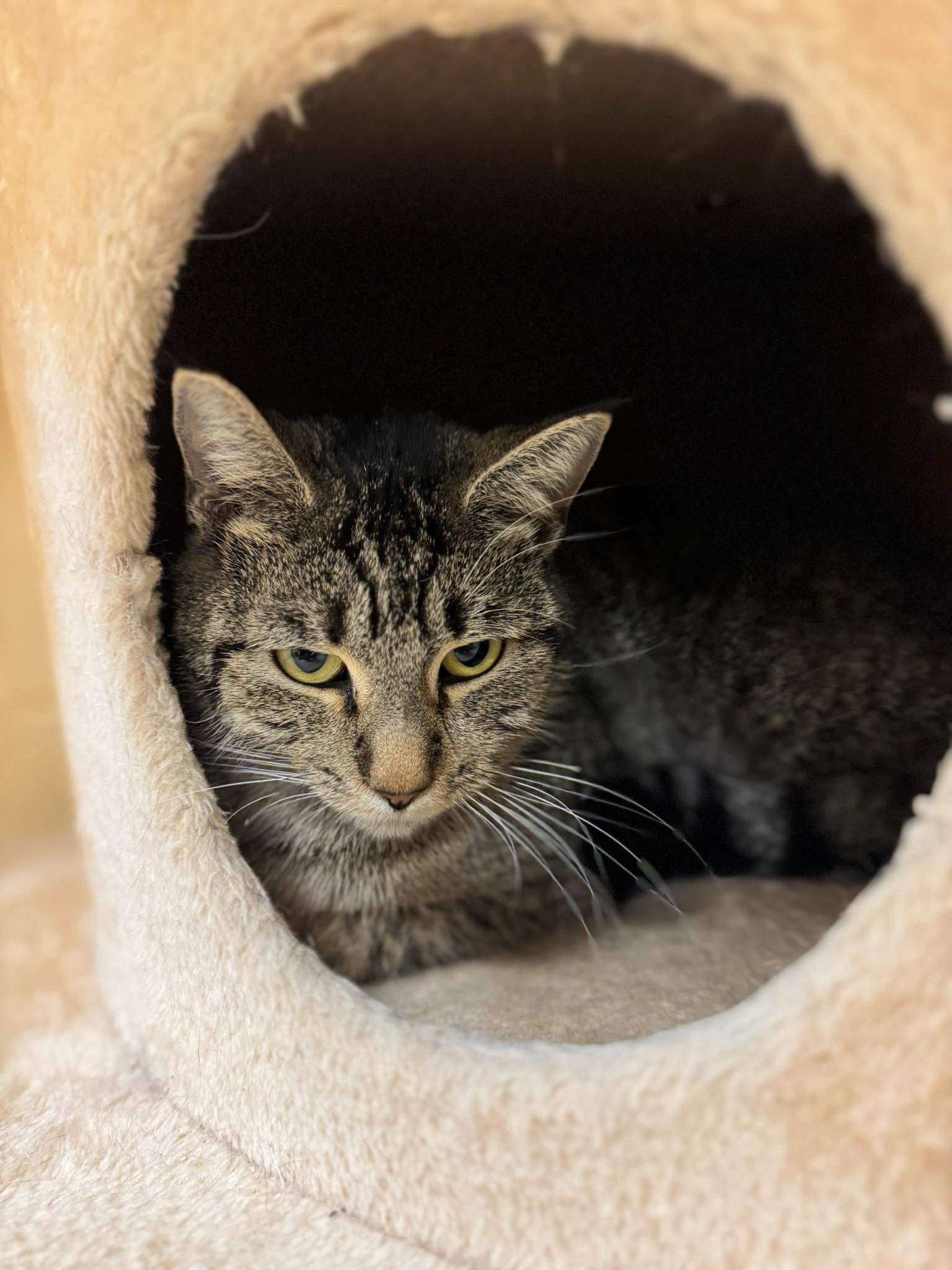 Oleander, ADOPTABLE, Adult Female Domestic Short Hair.