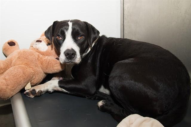 Enlarge DOLORES, a Adoptable mixed breed in Santa Monica, CA image 1/1