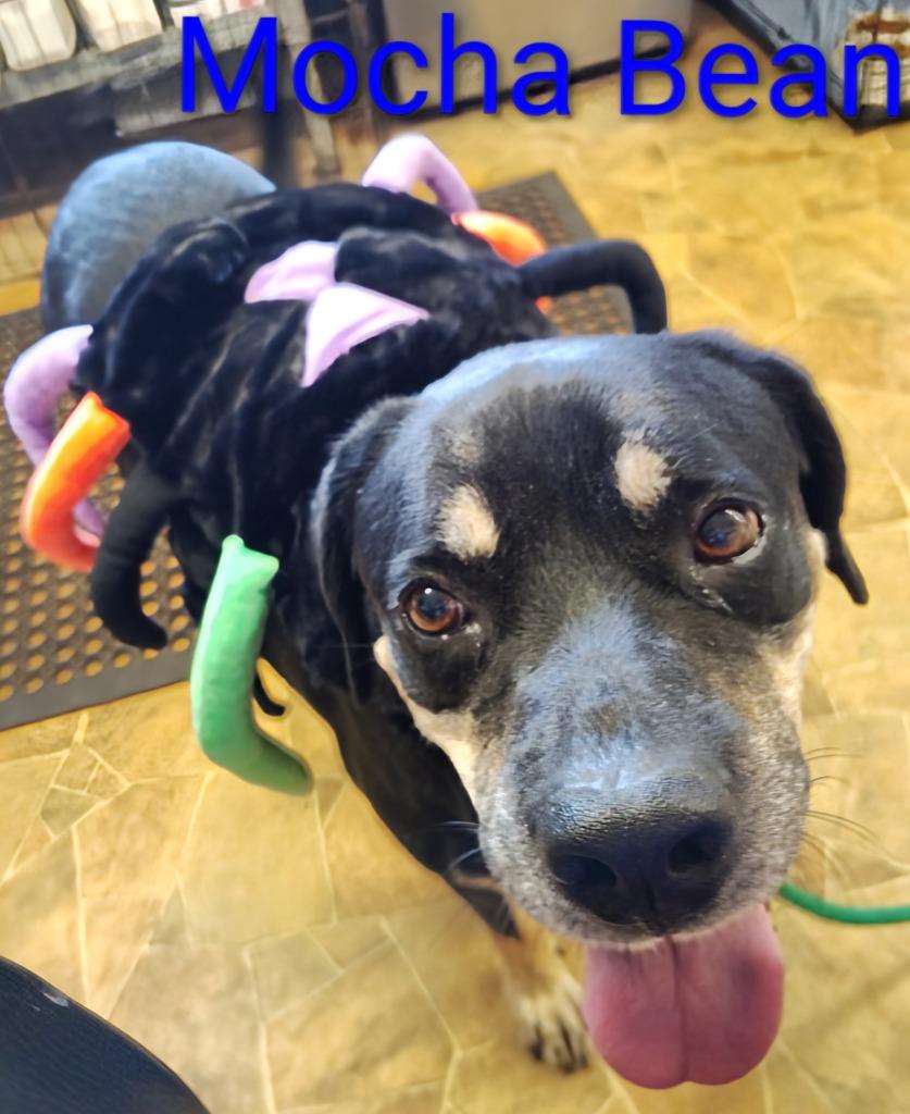 Mocha Bean, Adoptable, Adult Male Rottweiler & Hound.