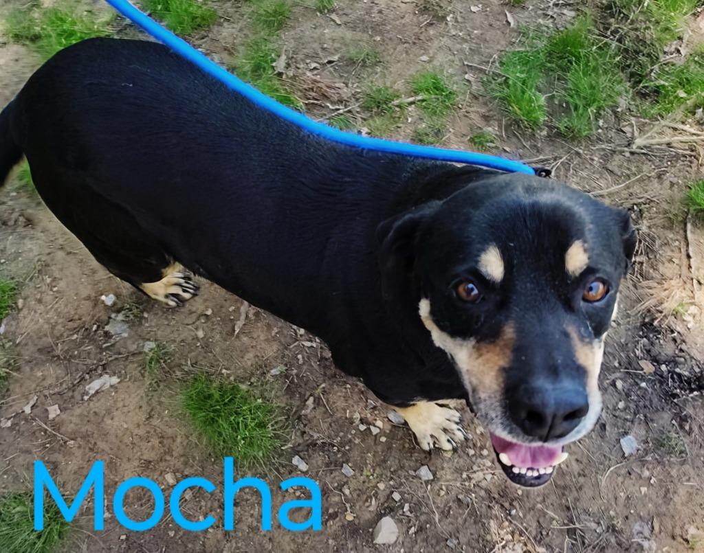 Enlarge Mocha Bean, a Adoptable mixed breed in Mena, AR image 2/2