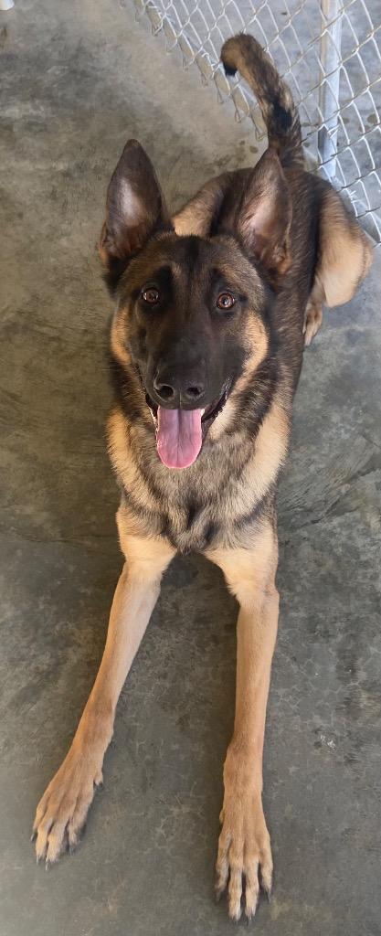 Charlie, Adoptable, Adult Male Belgian Shepherd / Malinois.