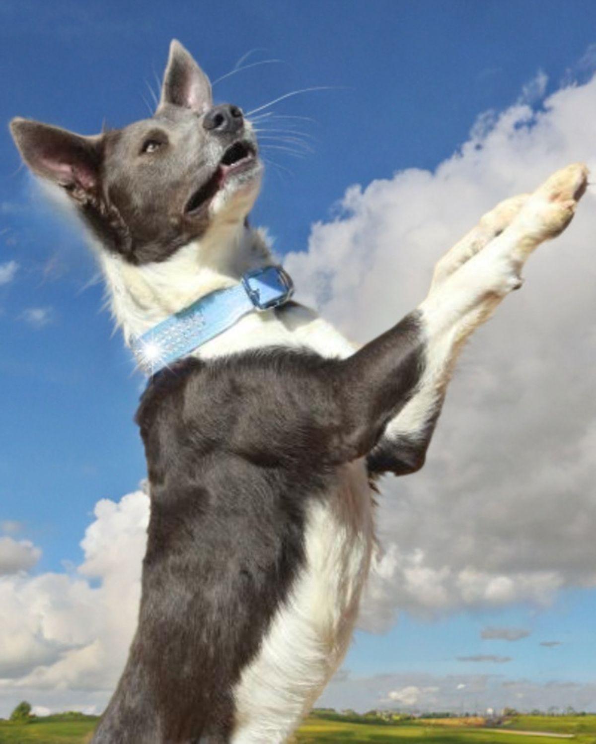 Enlarge Heinekein, a Adoptable mixed breed in Kingman, AZ image 1/3