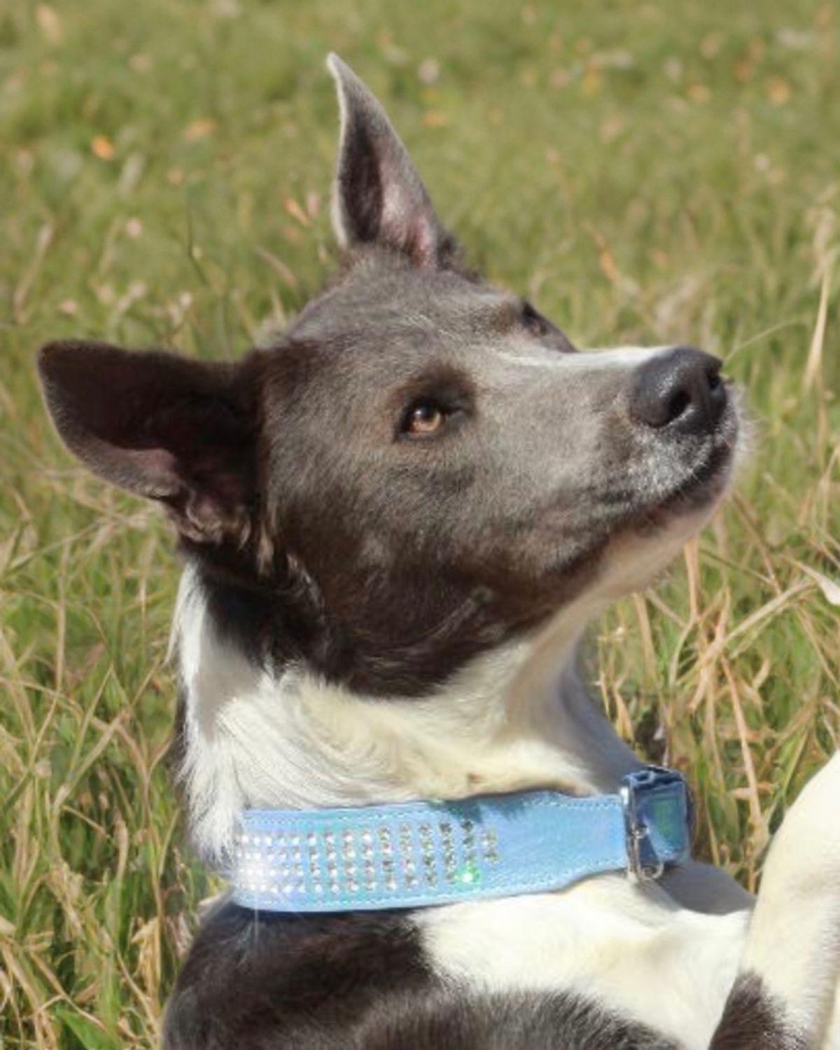 Enlarge Heinekein, a Adoptable mixed breed in Kingman, AZ image 2/3