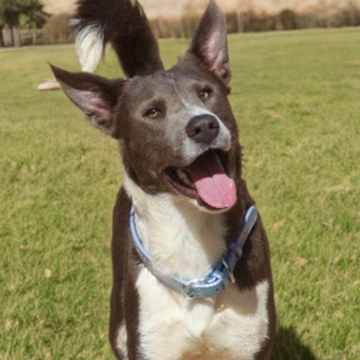 Enlarge Heinekein, a Adoptable mixed breed in Kingman, AZ image 3/3