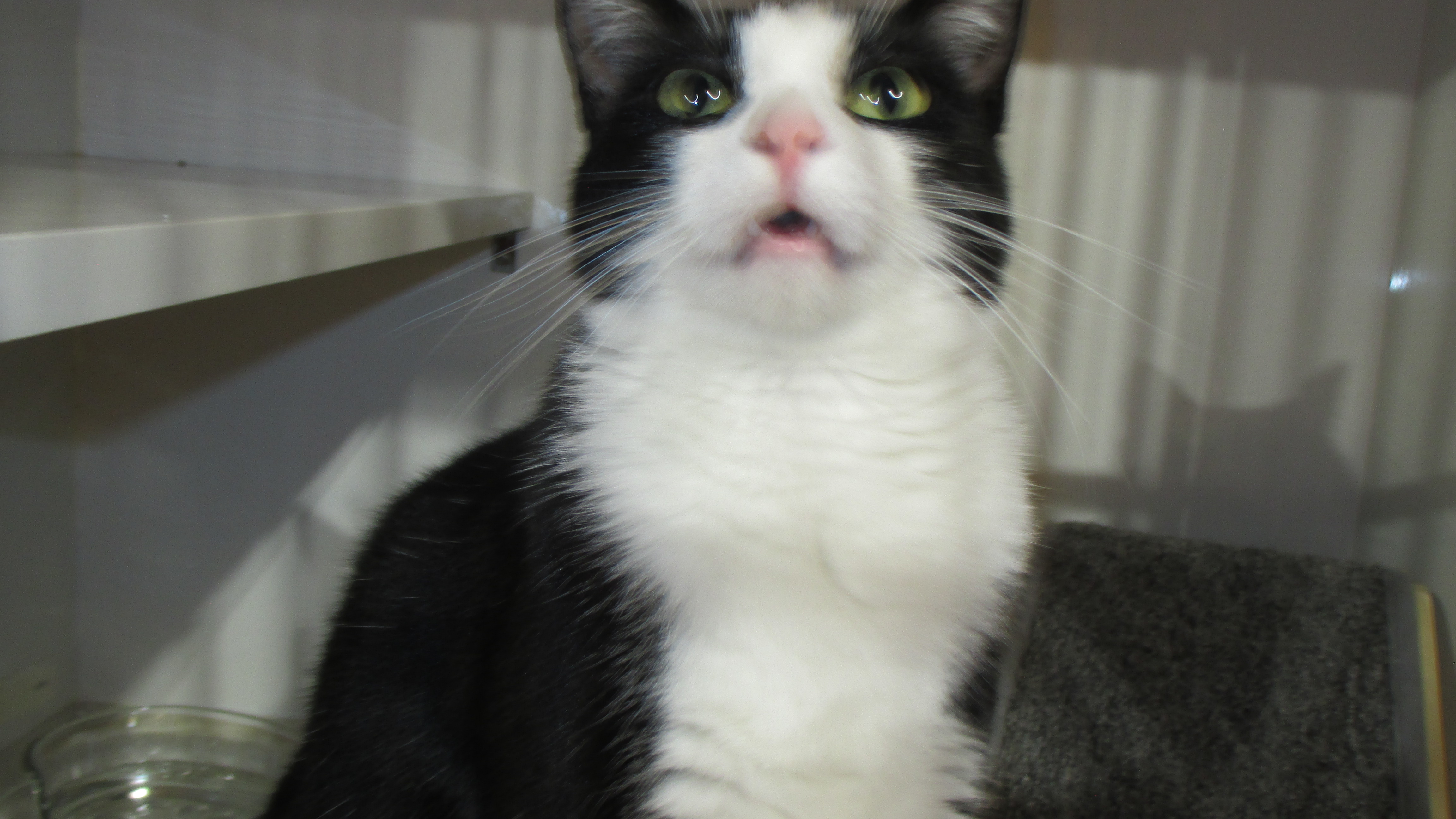 Tux, an adoptable Domestic Short Hair in Savanna, IL, 61074 | Photo Image 3