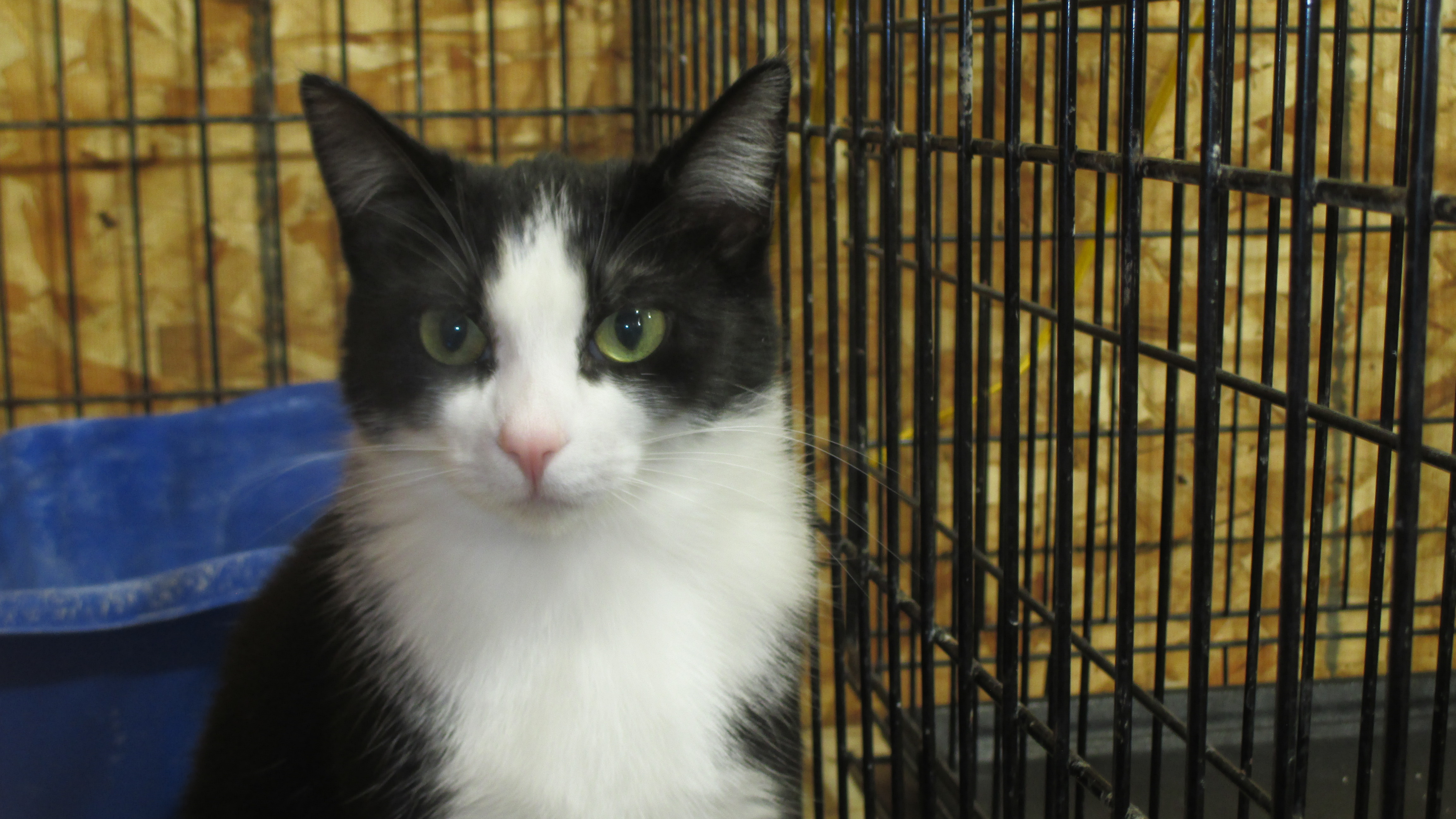 Tux, Adoptable, Young Female Domestic Short Hair.