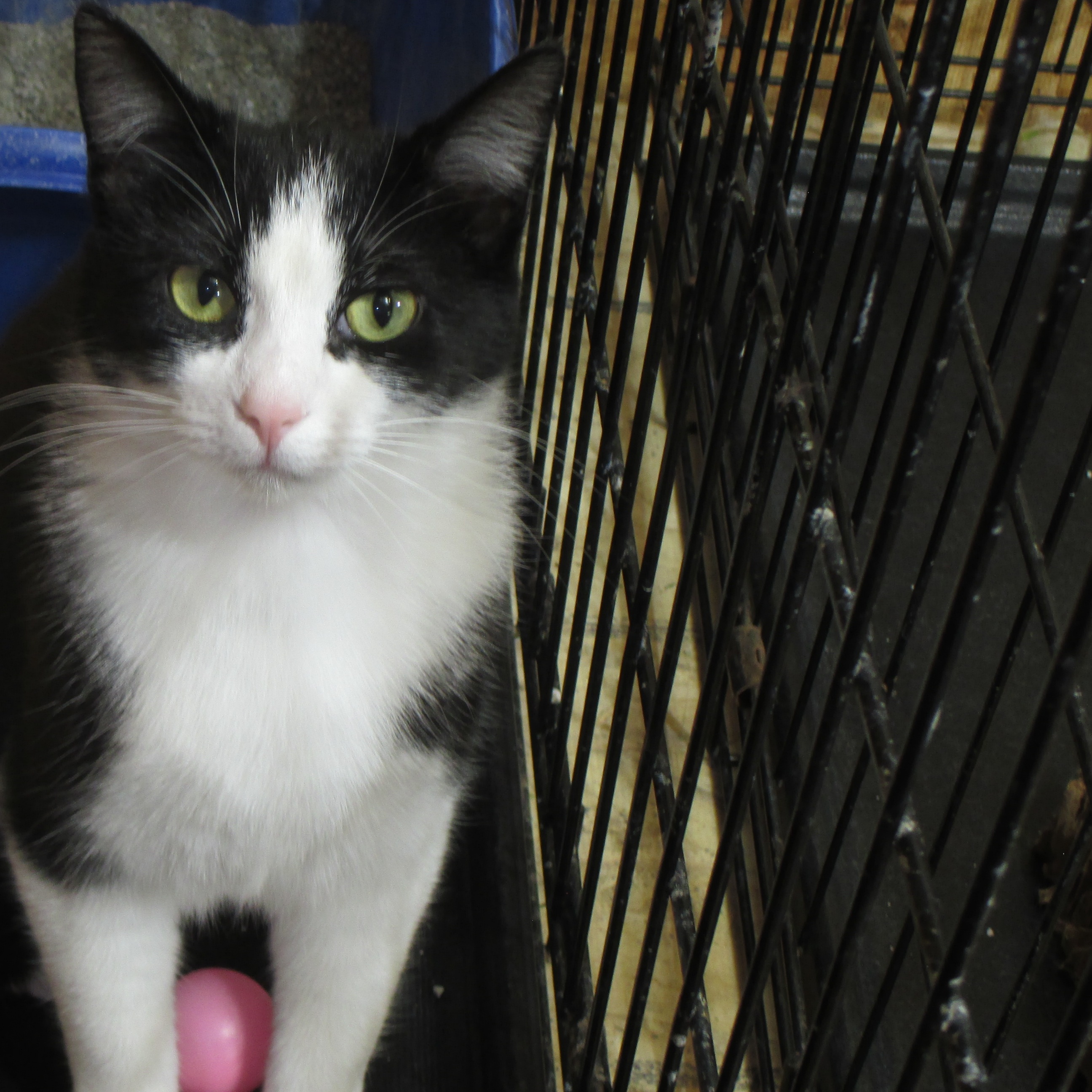 Tux, a Adoptable Domestic Short Hair in Savanna, IL image 2/4