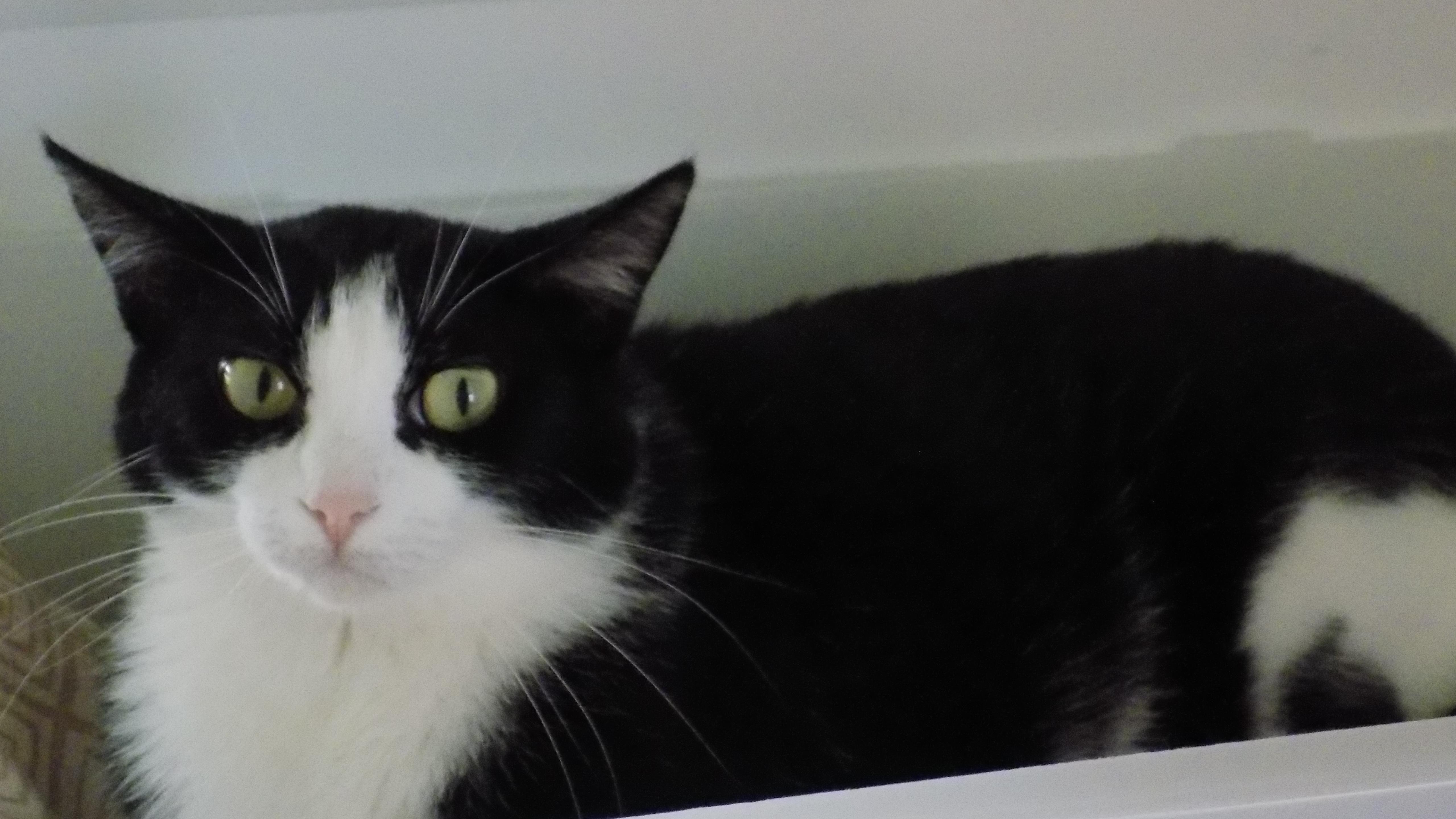 Tux, a Adoptable Domestic Short Hair in Savanna, IL image 5/5