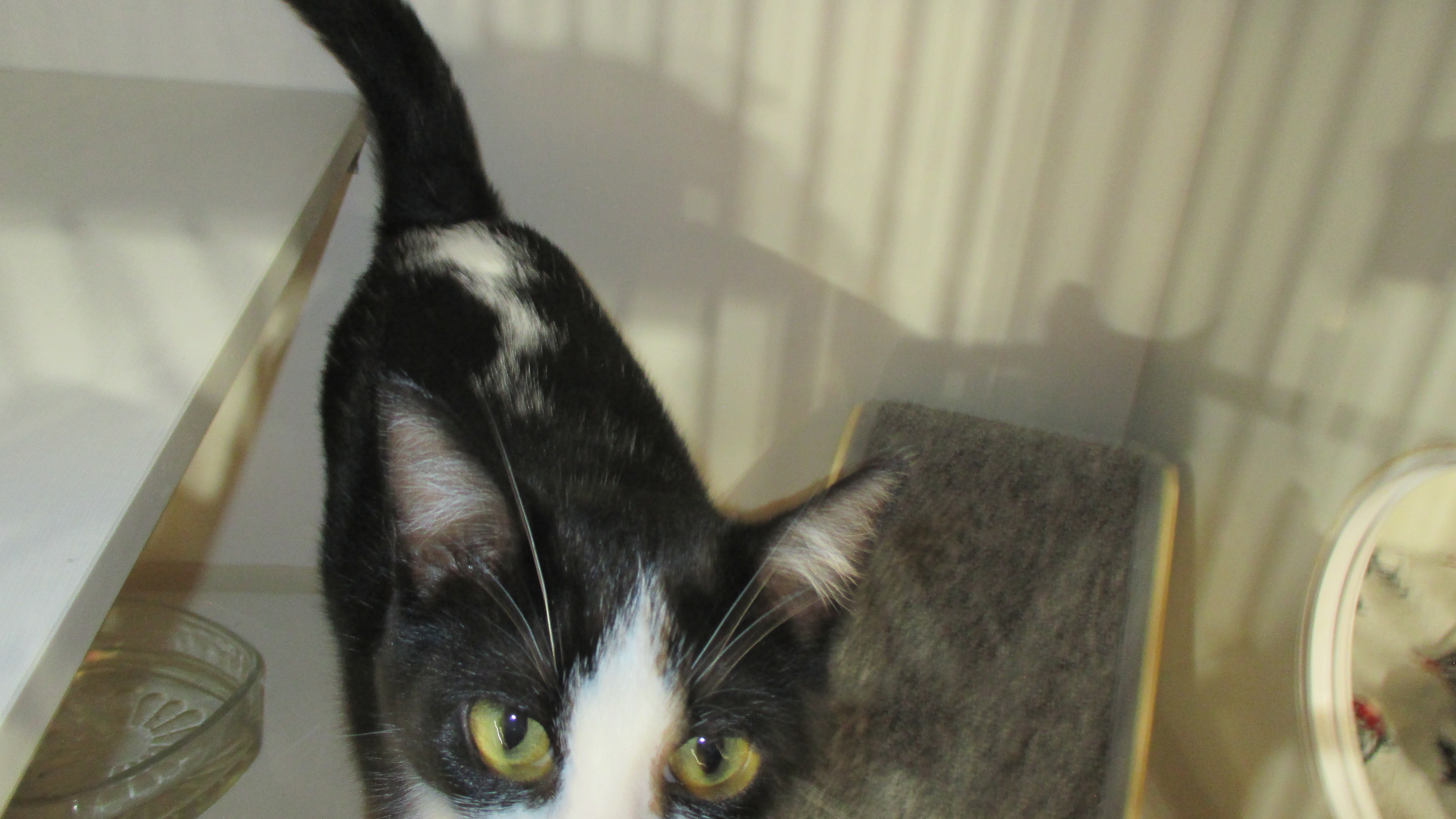 Tux, a Adoptable Domestic Short Hair in Savanna, IL image 4/4