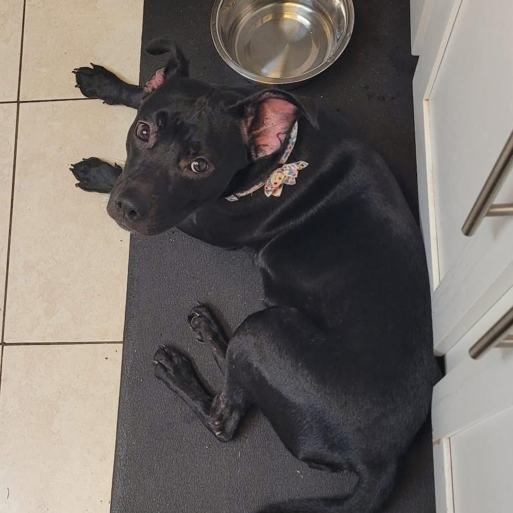 Enlarge Mabel, a Adoptable American Staffordshire Terrier in Tampa, FL image 1/2