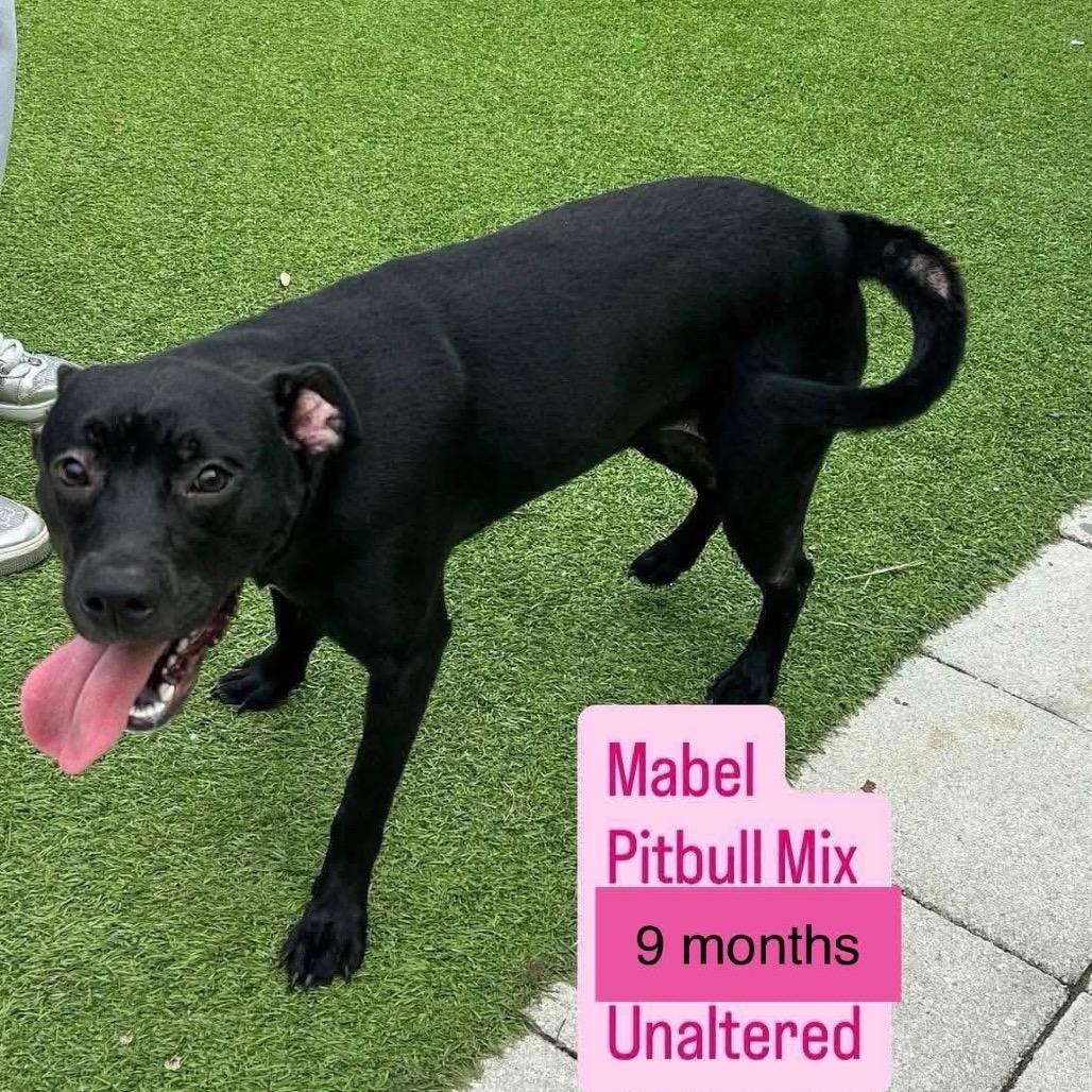 Enlarge Mabel, a Adoptable American Staffordshire Terrier in Tampa, FL image 2/2