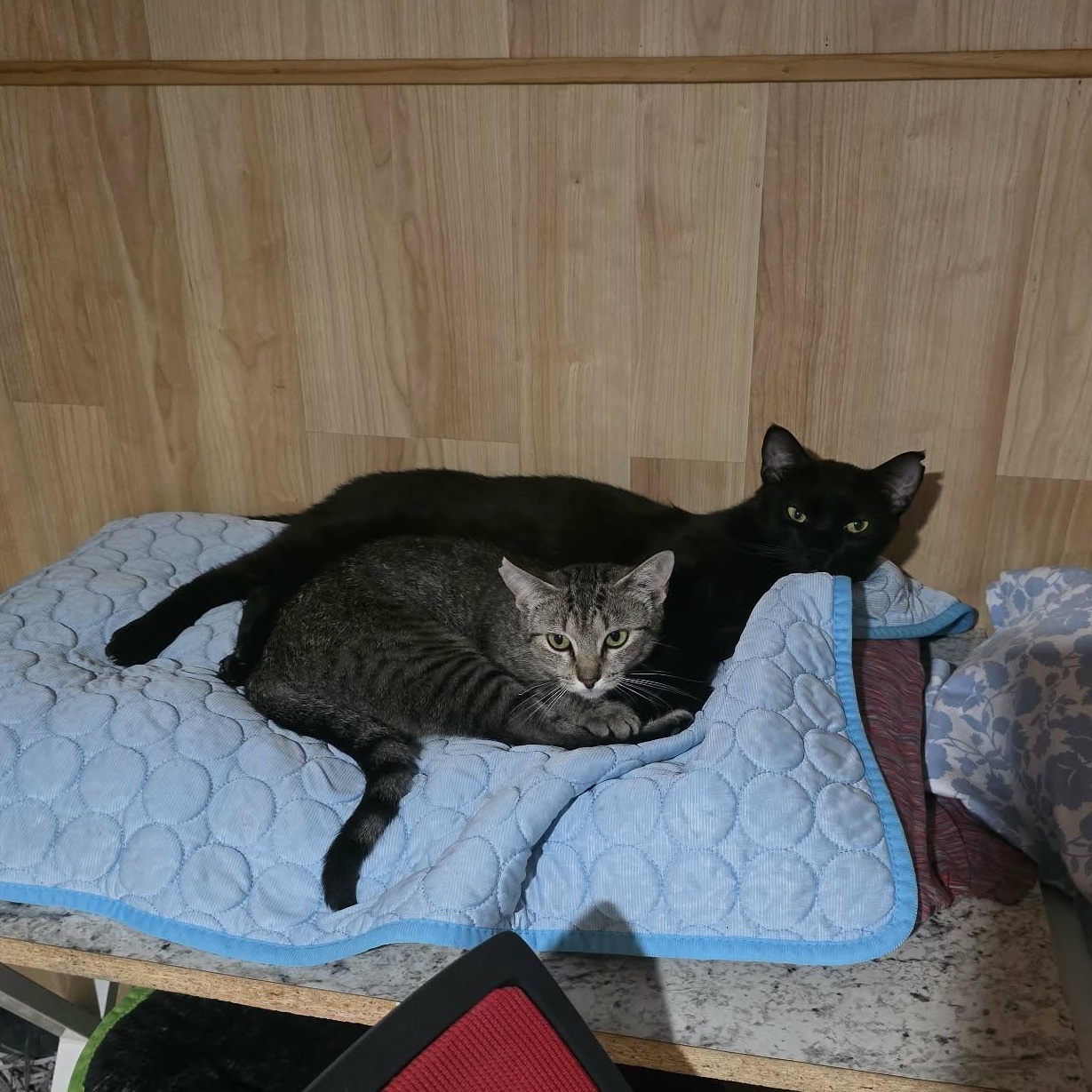 Enlarge Shadow, a ADOPTABLE Domestic Short Hair in Conway, SC image 4/4