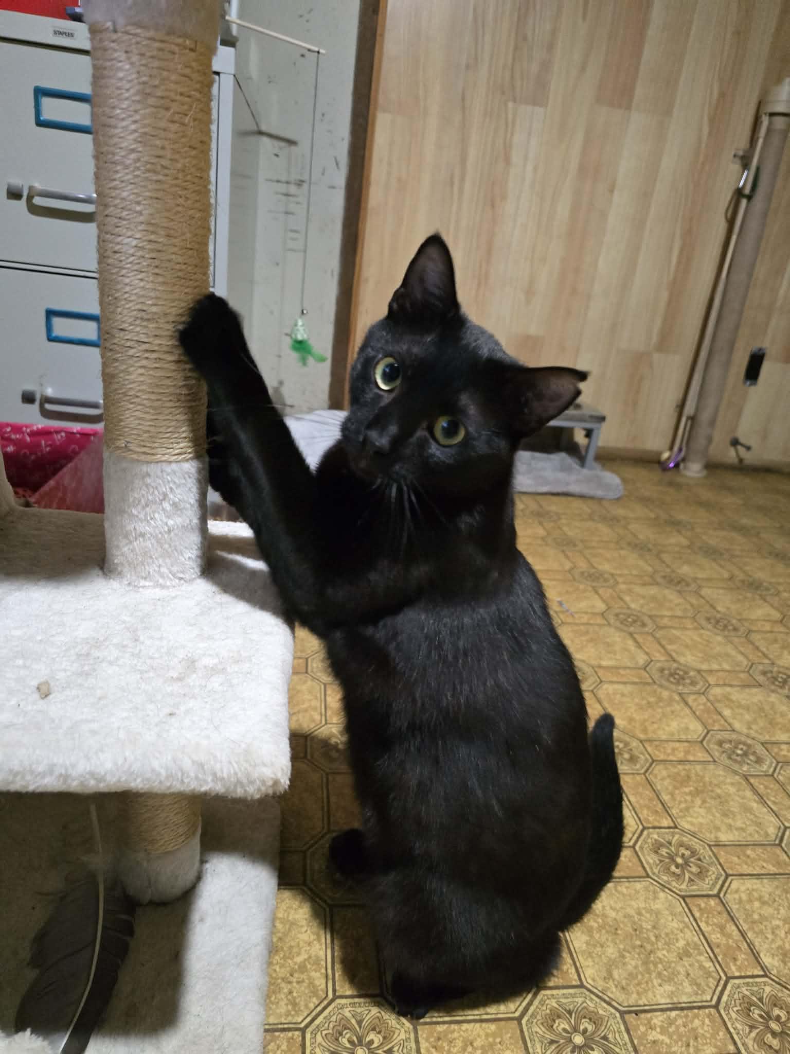 Enlarge Shadow, a ADOPTABLE Domestic Short Hair in Conway, SC image 2/4