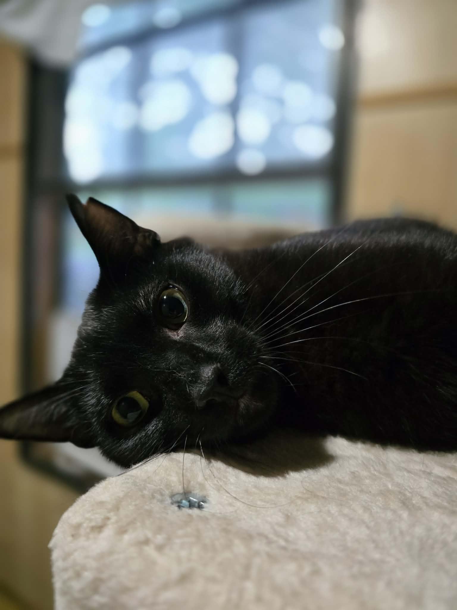 Enlarge Shadow, a ADOPTABLE Domestic Short Hair in Conway, SC image 1/4