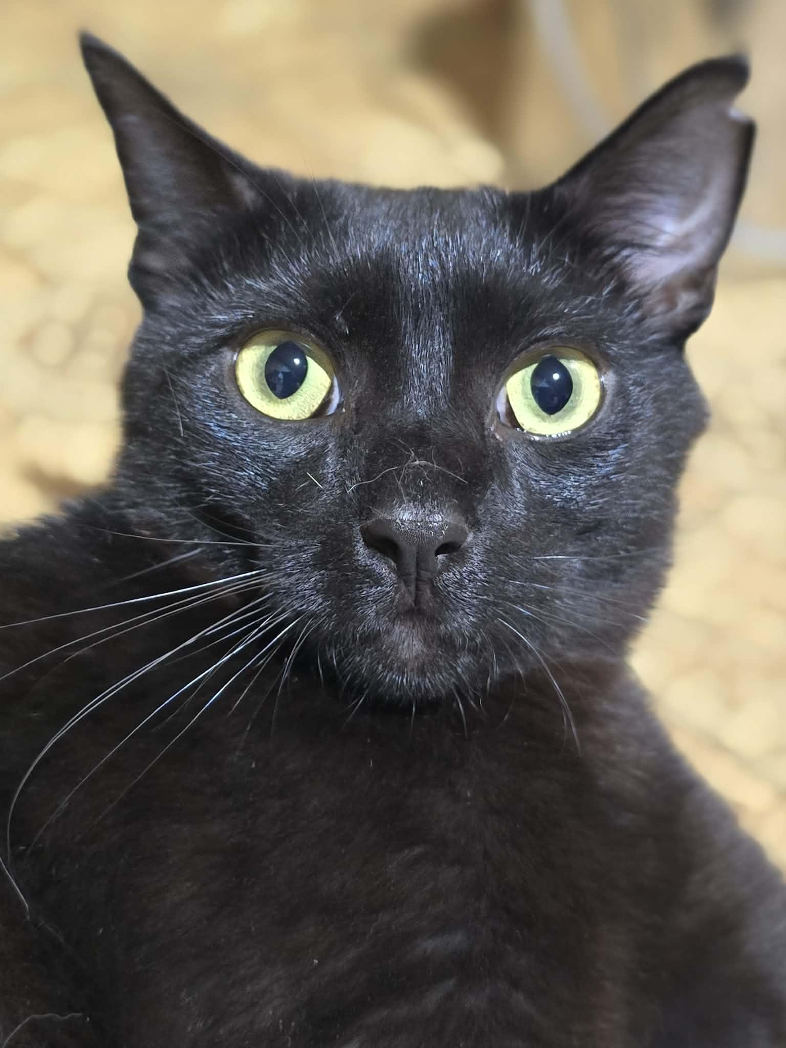 Enlarge Shadow, a ADOPTABLE Domestic Short Hair in Conway, SC image 3/4