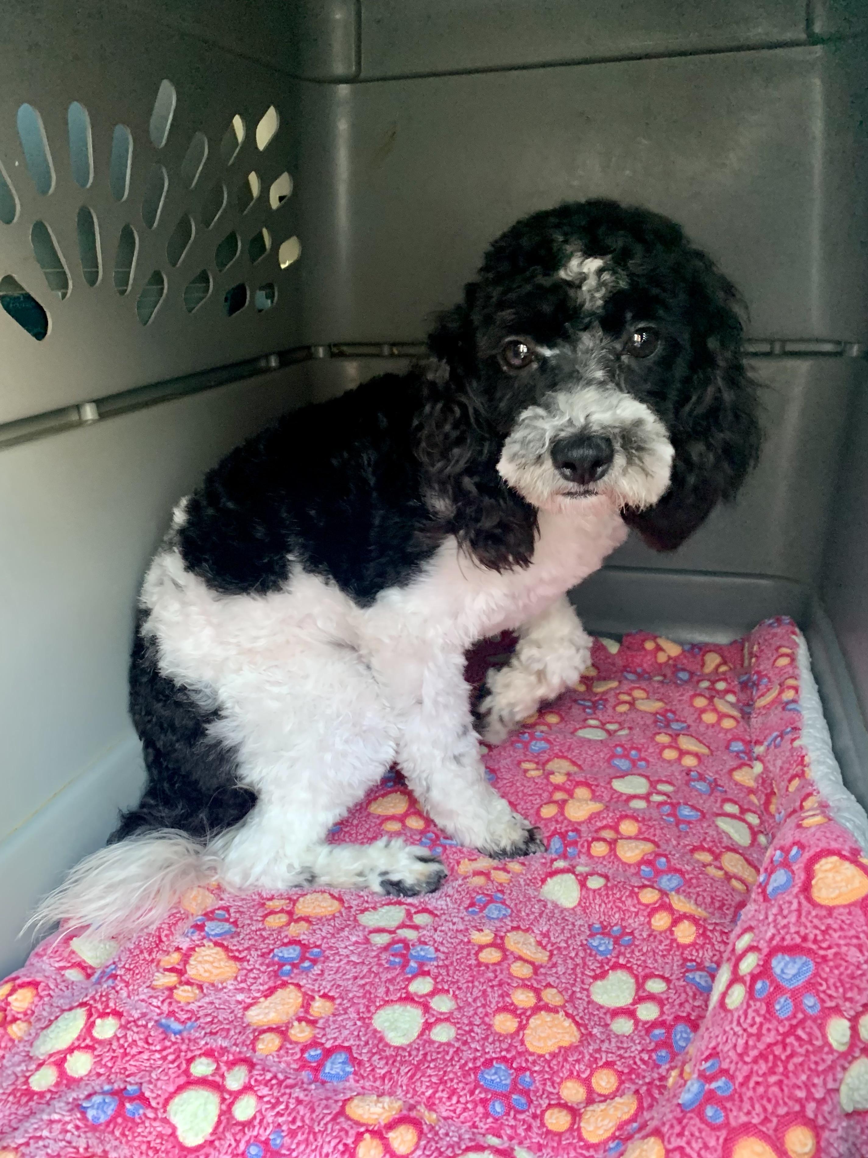 Mac, adopted, Young Male Poodle (Toy).