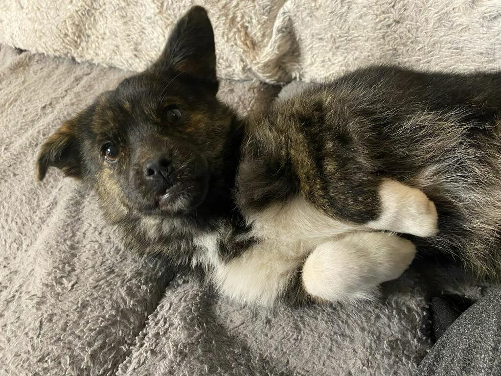 Enlarge Little , a ADOPTABLE mixed breed in Polson, MT image 1/2