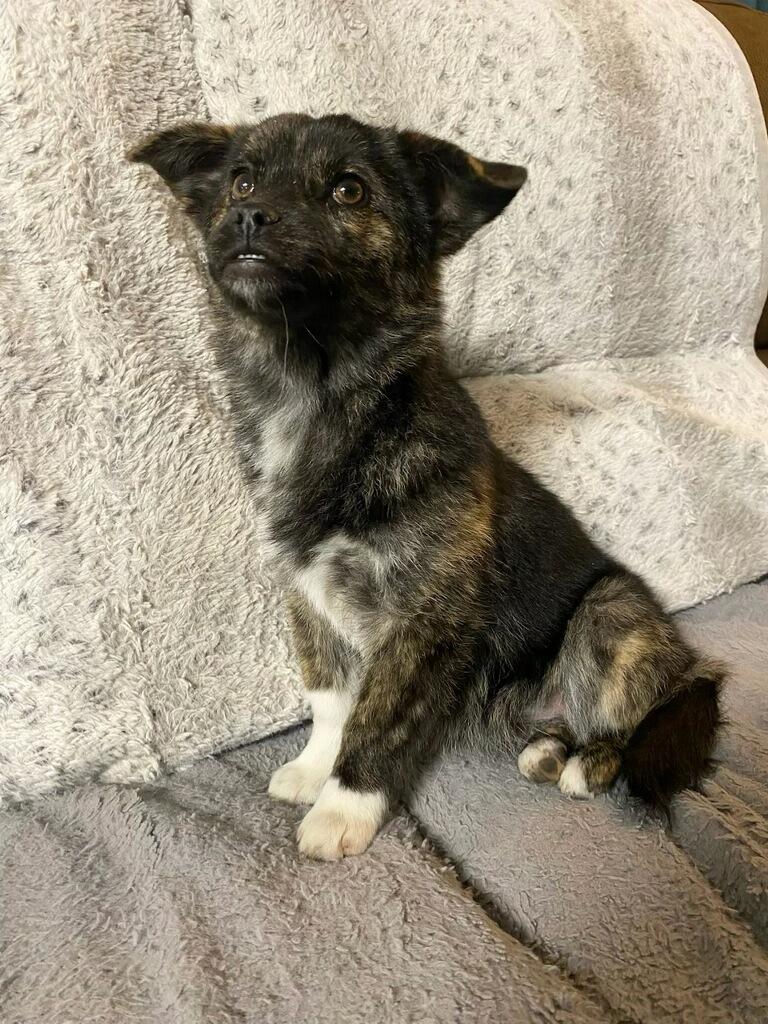 Enlarge Little , a ADOPTABLE mixed breed in Polson, MT image 2/2