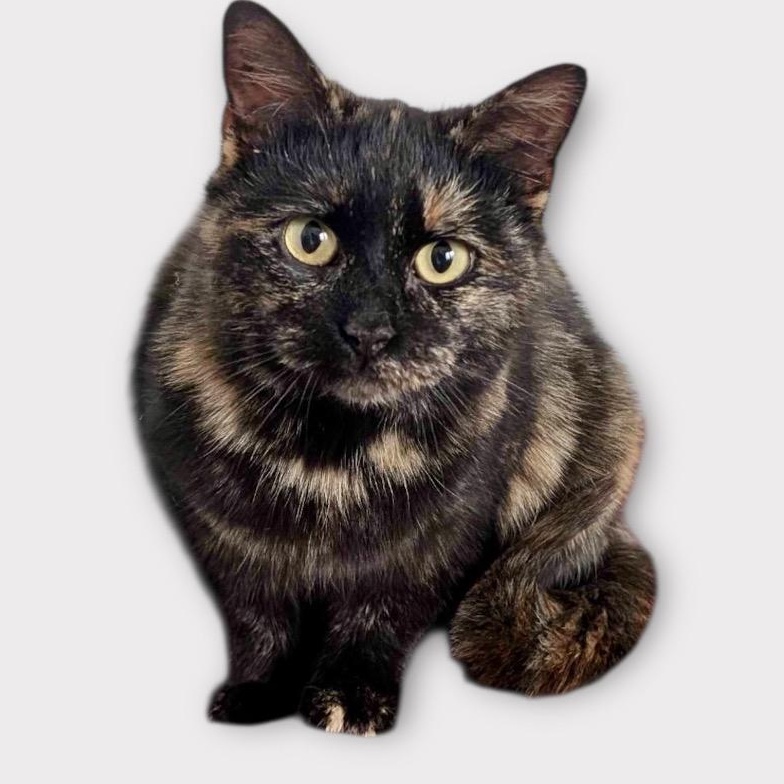 Apricot, ADOPTABLE, Adult Female Domestic Short Hair.