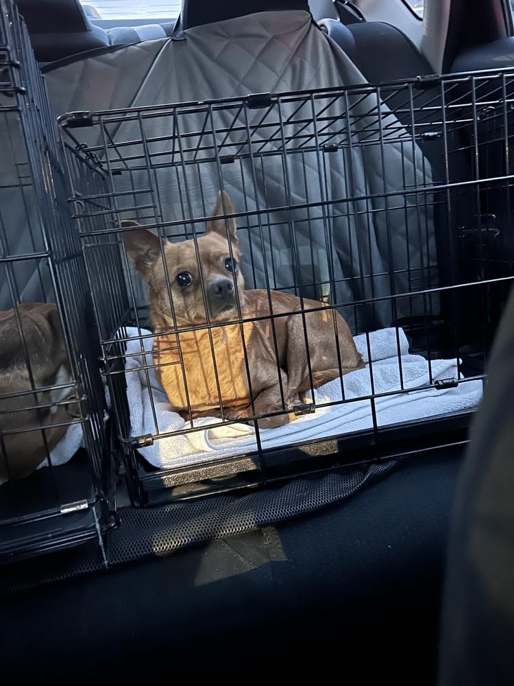 Milo — thumbnail 2