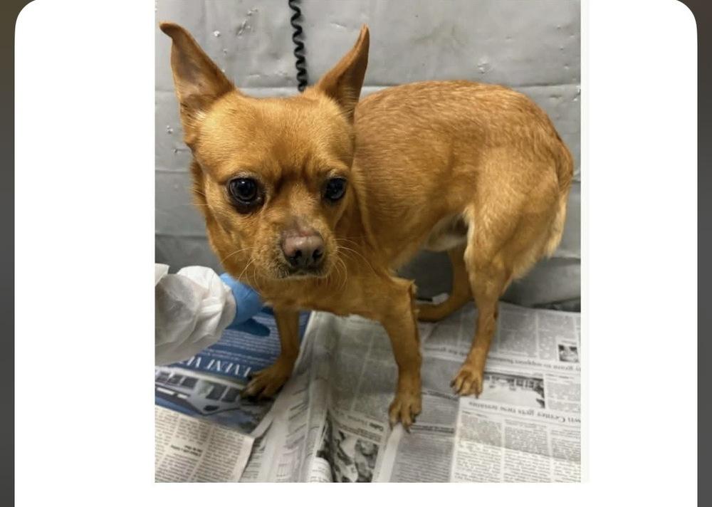 Milo — thumbnail 3