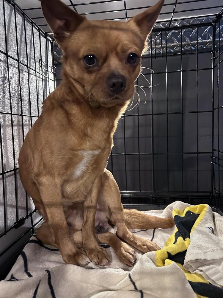 Milo — thumbnail 4