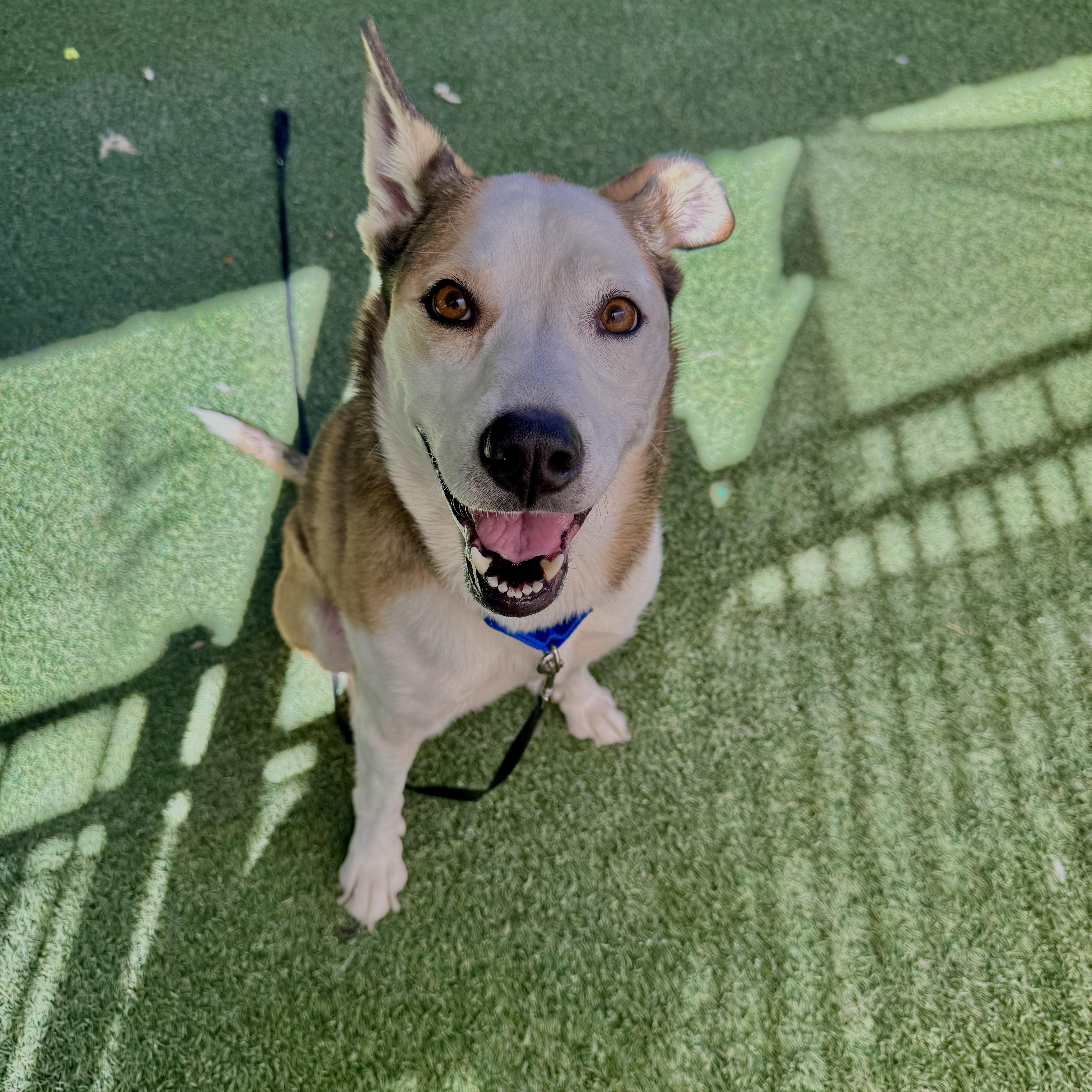 Alley Cat, ADOPTABLE, Senior Female Terrier.