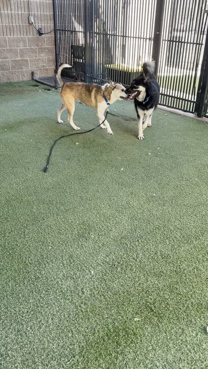 Enlarge Alley Cat, a ADOPTABLE mixed breed in Grass Valley, CA video 3/5