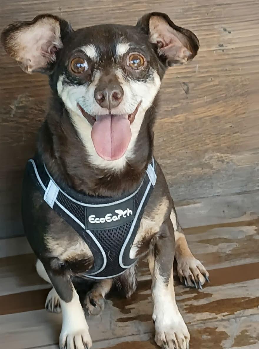 Max, Adoptable, Adult Male Chihuahua.