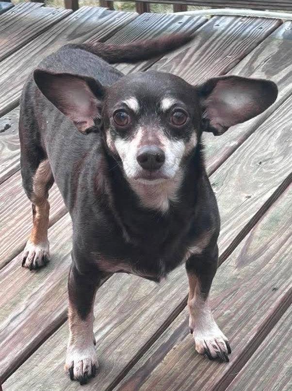Max, a Adoptable Chihuahua in Ceres, VA image 2/3