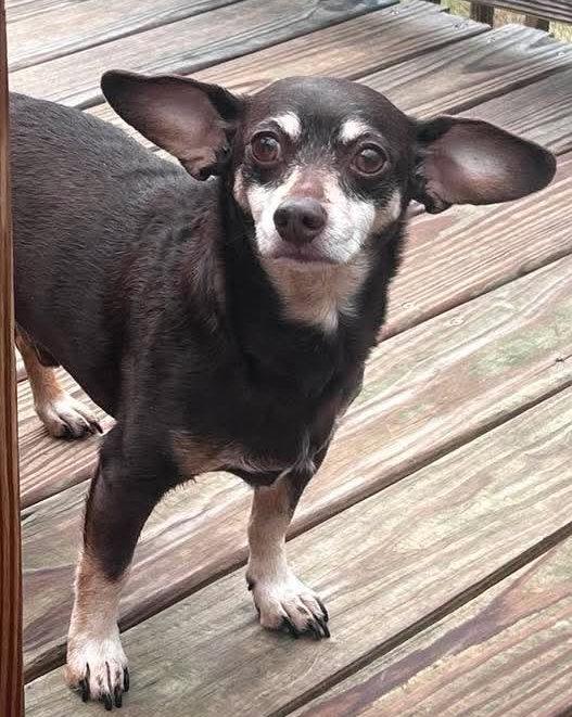 Max, a Adoptable Chihuahua in Ceres, VA image 3/3