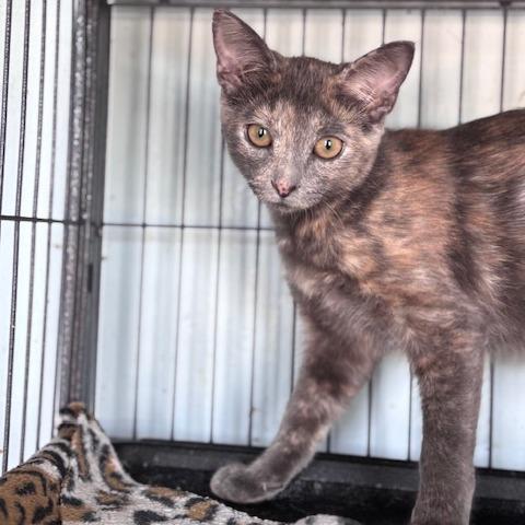 Missy (26-7731), Adoptable, Kitten Female Domestic Short Hair.