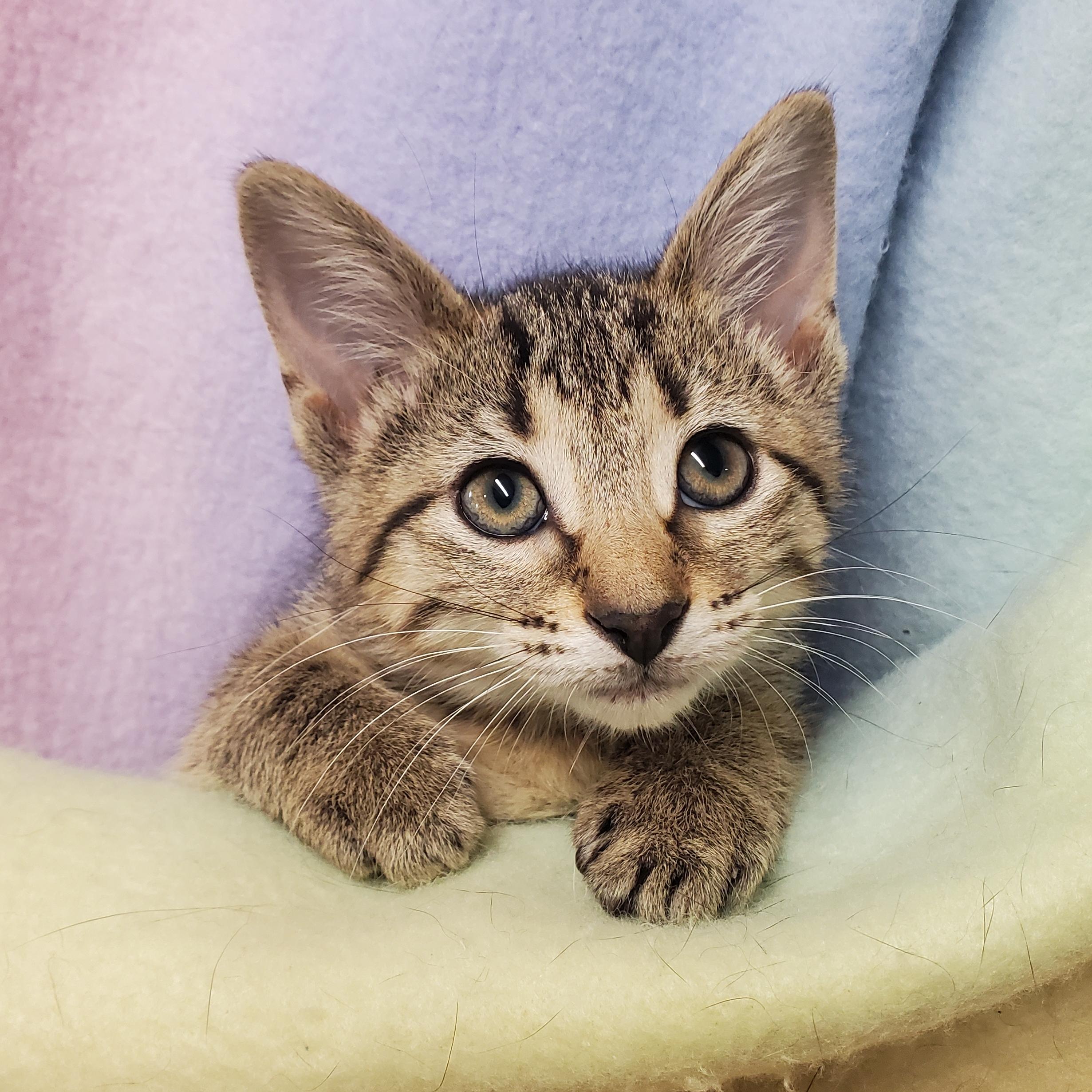 Pumpkin, Adoptable, Kitten Female Domestic Short Hair.