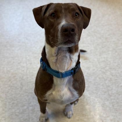 Vegas, Adoptable, Adult Male Pit Bull Terrier & Mixed Breed.