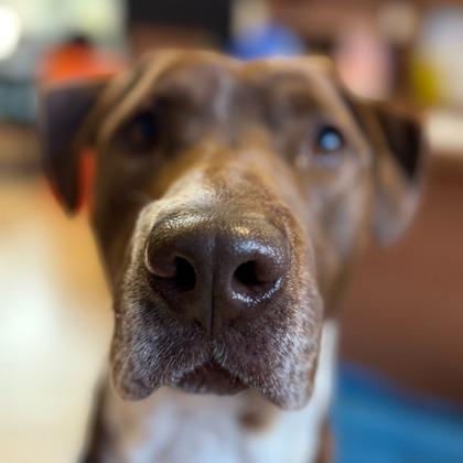 Enlarge Vegas, a Adoptable mixed breed in Harbor Springs, MI image 2/3