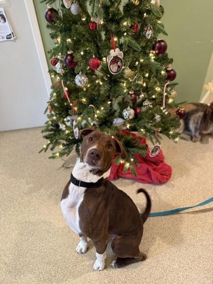 Enlarge Vegas, a Adoptable mixed breed in Harbor Springs, MI image 3/3