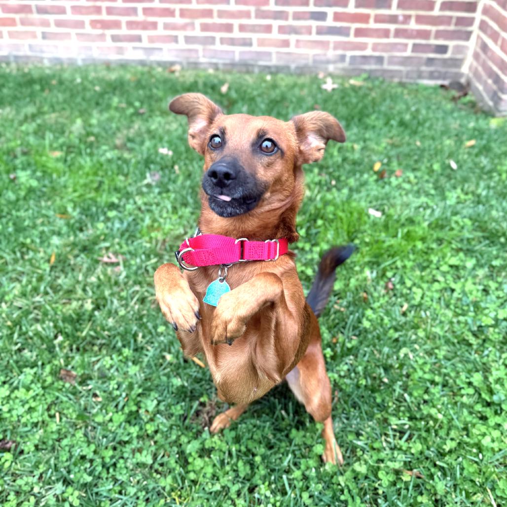 Daisy, Adoptable, Adult Female Chihuahua & Mixed Breed.