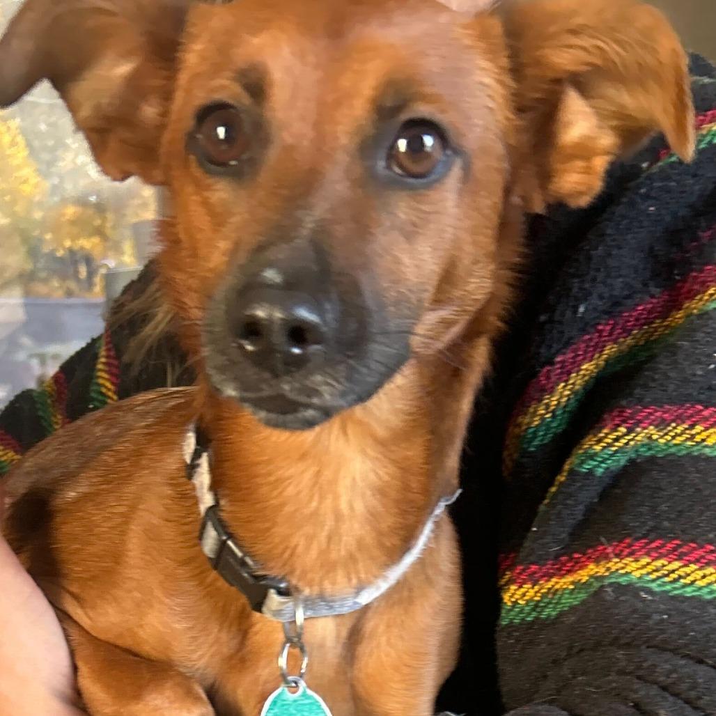 Daisy — thumbnail 2