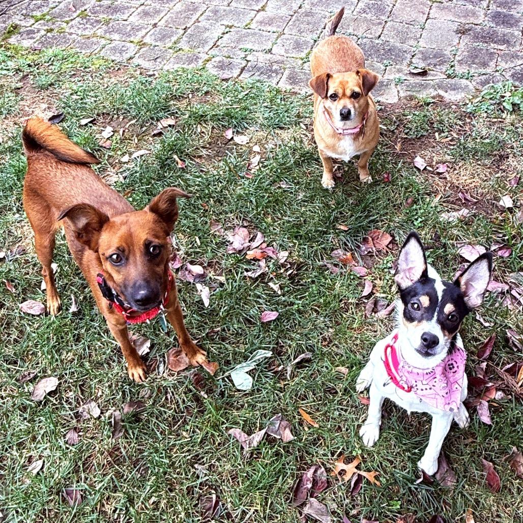 Daisy — thumbnail 3